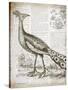 Vintage Bird I-Gwendolyn Babbitt-Stretched Canvas