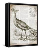 Vintage Bird I-Gwendolyn Babbitt-Framed Stretched Canvas