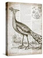 Vintage Bird I-Gwendolyn Babbitt-Stretched Canvas