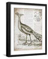 Vintage Bird I-Gwendolyn Babbitt-Framed Art Print