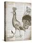 Vintage Bird II-Gwendolyn Babbitt-Stretched Canvas