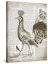 Vintage Bird II-Gwendolyn Babbitt-Stretched Canvas