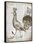 Vintage Bird II-Gwendolyn Babbitt-Framed Stretched Canvas