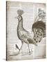 Vintage Bird II-Gwendolyn Babbitt-Stretched Canvas