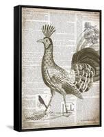 Vintage Bird II-Gwendolyn Babbitt-Framed Stretched Canvas