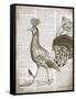 Vintage Bird II-Gwendolyn Babbitt-Framed Stretched Canvas