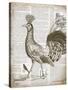 Vintage Bird II-Gwendolyn Babbitt-Stretched Canvas