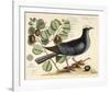 Vintage Bird - Paris-Stephanie Monahan-Framed Giclee Print