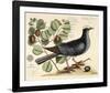 Vintage Bird - Paris-Stephanie Monahan-Framed Giclee Print