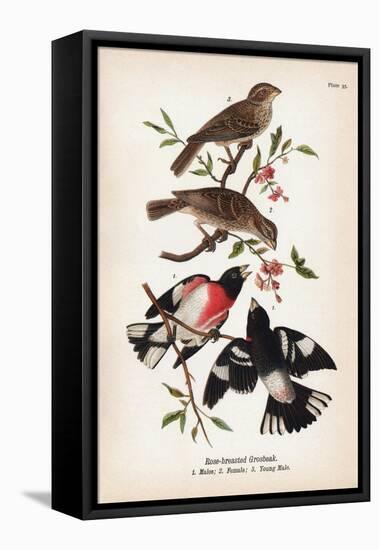 Vintage Birds: Rose-Breasted Gosbeak, Plate 35-Piddix-Framed Stretched Canvas