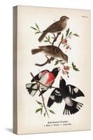 Vintage Birds: Rose-Breasted Gosbeak, Plate 35-Piddix-Stretched Canvas