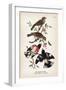 Vintage Birds: Rose-Breasted Gosbeak, Plate 35-Piddix-Framed Art Print