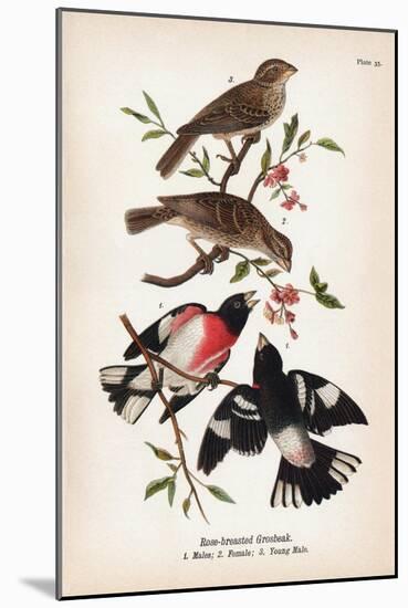Vintage Birds: Rose-Breasted Gosbeak, Plate 35-Piddix-Mounted Art Print