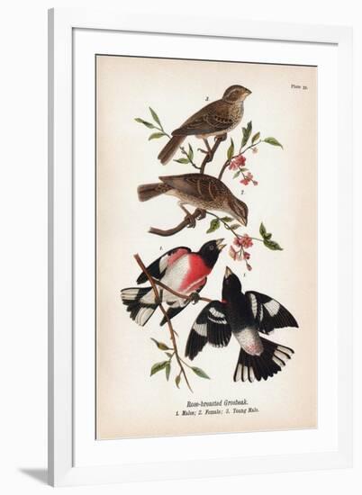 Vintage Birds: Rose-Breasted Gosbeak, Plate 35-Piddix-Framed Art Print