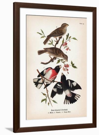 Vintage Birds: Rose-Breasted Gosbeak, Plate 35-Piddix-Framed Art Print