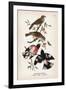 Vintage Birds: Rose-Breasted Gosbeak, Plate 35-Piddix-Framed Art Print