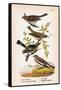 Vintage Birds: Sparrows, Snowflakes and Warblers, Plate 94-Piddix-Framed Stretched Canvas