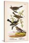 Vintage Birds: Sparrows, Snowflakes and Warblers, Plate 94-Piddix-Stretched Canvas