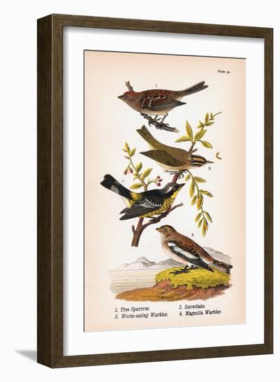 Vintage Birds: Sparrows, Snowflakes and Warblers, Plate 94-Piddix-Framed Art Print