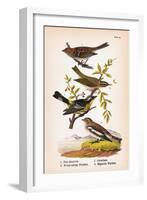 Vintage Birds: Sparrows, Snowflakes and Warblers, Plate 94-Piddix-Framed Art Print