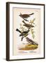 Vintage Birds: Sparrows, Snowflakes and Warblers, Plate 94-Piddix-Framed Art Print