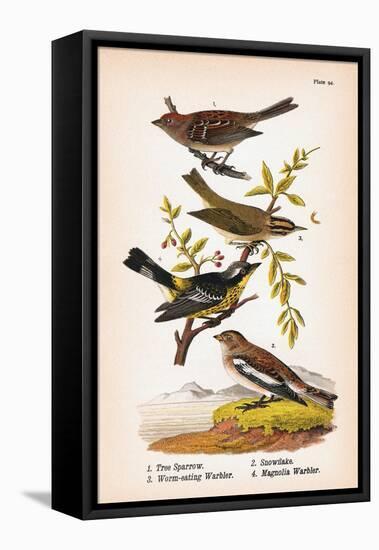 Vintage Birds: Sparrows, Snowflakes and Warblers, Plate 94-Piddix-Framed Stretched Canvas
