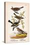 Vintage Birds: Sparrows, Snowflakes and Warblers, Plate 94-Piddix-Stretched Canvas