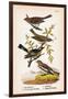 Vintage Birds: Sparrows, Snowflakes and Warblers, Plate 94-Piddix-Framed Art Print