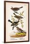 Vintage Birds: Sparrows, Snowflakes and Warblers, Plate 94-Piddix-Framed Art Print