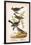 Vintage Birds: Sparrows, Snowflakes and Warblers, Plate 94-Piddix-Framed Art Print