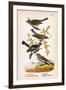 Vintage Birds: Sparrows, Snowflakes and Warblers, Plate 94-Piddix-Framed Art Print