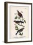 Vintage Birds: Wrens and Warblers, Plate 73-Piddix-Framed Art Print