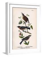 Vintage Birds: Wrens and Warblers, Plate 73-Piddix-Framed Art Print