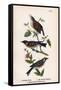 Vintage Birds: Wrens and Warblers, Plate 73-Piddix-Framed Stretched Canvas