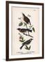 Vintage Birds: Wrens and Warblers, Plate 73-Piddix-Framed Art Print