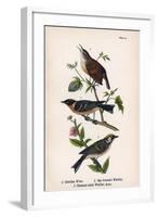 Vintage Birds: Wrens and Warblers, Plate 73-Piddix-Framed Art Print