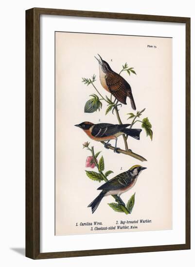 Vintage Birds: Wrens and Warblers, Plate 73-Piddix-Framed Art Print