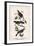 Vintage Birds: Wrens and Warblers, Plate 73-Piddix-Framed Art Print
