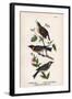 Vintage Birds: Wrens and Warblers, Plate 73-Piddix-Framed Art Print