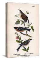 Vintage Birds: Wrens and Warblers, Plate 73-Piddix-Stretched Canvas