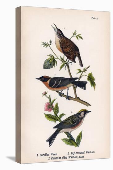Vintage Birds: Wrens and Warblers, Plate 73-Piddix-Stretched Canvas