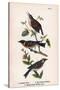 Vintage Birds: Wrens and Warblers, Plate 73-Piddix-Stretched Canvas