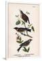 Vintage Birds: Wrens and Warblers, Plate 73-Piddix-Framed Art Print