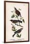 Vintage Birds: Wrens and Warblers, Plate 73-Piddix-Framed Art Print