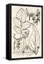 Vintage Black & White Engravings-null-Framed Stretched Canvas