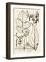 Vintage Black & White Engravings-null-Framed Art Print