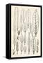 Vintage Black & White Leaf Engravings-null-Framed Stretched Canvas