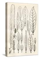 Vintage Black & White Leaf Engravings-null-Stretched Canvas