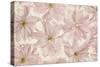 Vintage Blossom-Cora Niele-Stretched Canvas