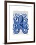 Vintage Blue Octopus 1 Front-Fab Funky-Framed Art Print